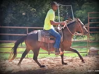 فرس, Standardbred — الصورة 7