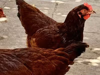 Rhode Island Red — photo 3