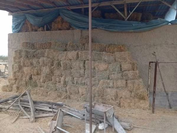 Xashak press bahorgi oʻrim