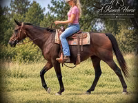 فرس, Quarter Horse — الصورة 4