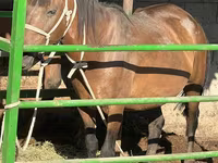 Mare, Kazakh horse — photo 2