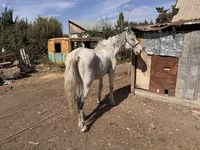 Horse (M), Horses — photo 4
