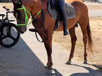 Horse (M), Karabakh horse — photo 1