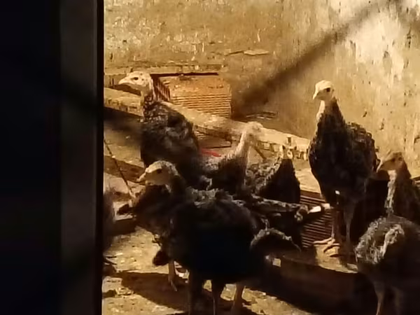 Бронзовая