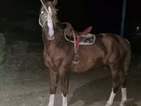 Caballo, Tatar horse — foto 3