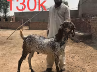 ماعز (دفعة، الجنس غير محدد), Najdi goat — الصورة 5