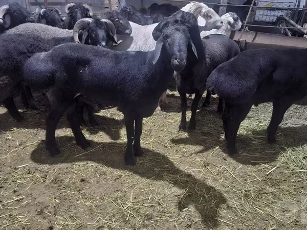Ram, Hissar sheep