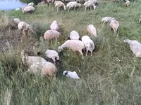 Sheep, Balbas sheep — photo 6
