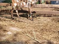 बकरी, Nubian Goat — फ़ोटो 1