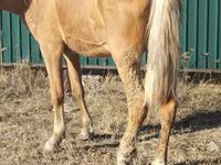 母马, Horses — 照片 3