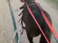 Caballo, Caballos — foto 1