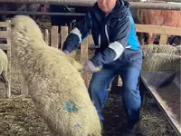 Schaf, Krasnoyarsk sheep — Foto 1