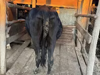 Vaca, Latvian Blue cattle — foto 5