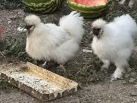 Thailändisches Kampfhuhn — Foto 5