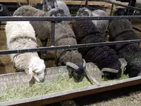 公羊, Sheep — 照片 3