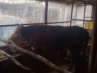 ثور, Simmental cattle — الصورة 5