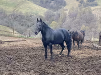 Horse (M), Karachay horse — photo 5
