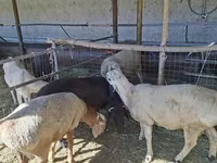 كبش, الأغنام — الصورة 1