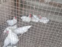 Chickens — الصورة 2