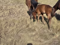 Yegua, Kazakh horse — foto 3