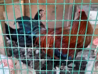 Chickens — الصورة 5