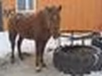 Stute, Kazakh horse — Foto 5