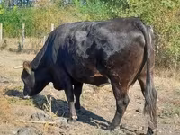 母牛, Brown Carpathian breed — 照片 2