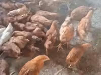 Chickens — photo 3