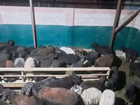 मेढ़ा, भेड़ — फ़ोटो 1