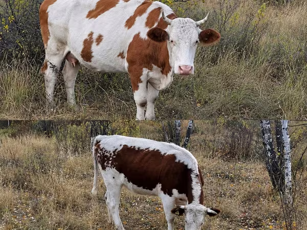 गाय, Simmental cattle