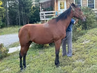 Mare, Standardbred — photo 2