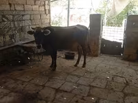 母牛, Azerbaijani zebu — 照片 4