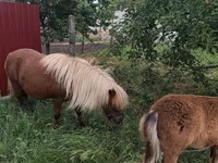 فرس, Australian Pony — الصورة 5