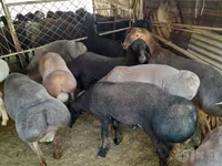 Ram, Sheep — photo 7