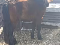 घोड़ा, Mugalzhar horse — फ़ोटो 2