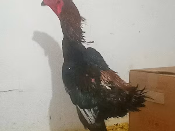 Gallinas Shamo