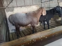 Carnero, Hissar sheep — foto 5