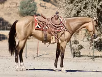 Caballo, Quarter Horse — foto 3