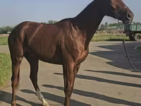 فرس, Thoroughbred horse — الصورة 3