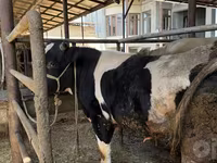 Bulle, Russian Black pied cattle — Foto 2
