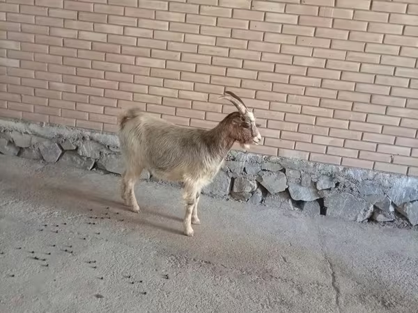 Ziege, Alpine goat
