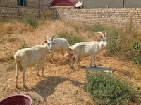 Cabra, Saanen goat — foto 3