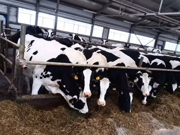 Vaca, Raza Holstein