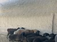 Schafe (Partie, Geschlecht nicht angegeben), Schafe — Foto 4