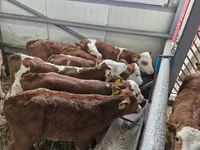 Cattle (batch, sex not specified), Simmental cattle — photo 2