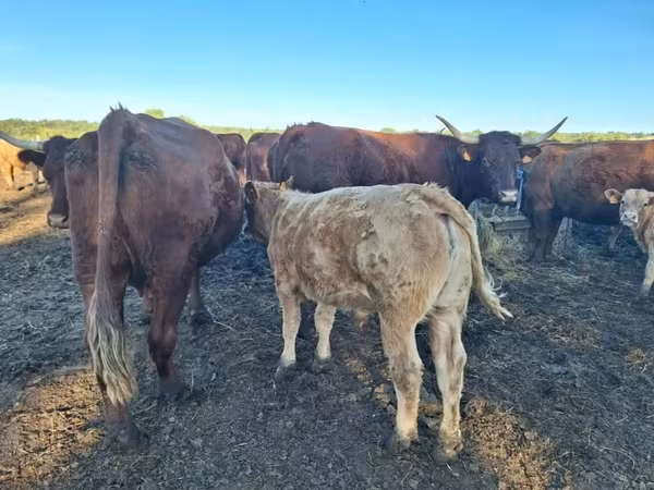 母牛, Salers cattle