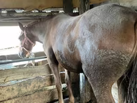 母马, Horses — 照片 3