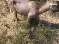 Billy Goat, Goats — photo 1