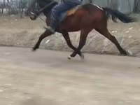 حصان, الخيول — الصورة 1