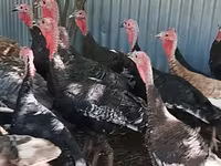Turkeys — photo 4